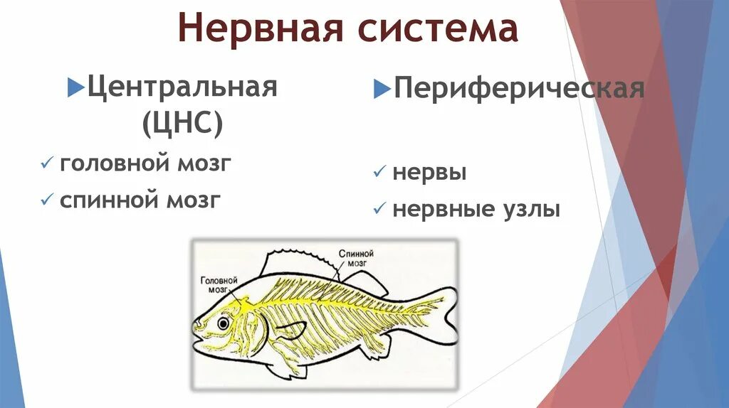 Нервная система рыб схема. Нервная система рыб 7 класс биология. Схема строения нервной системы рыб. Функции нервной системы у рыб.