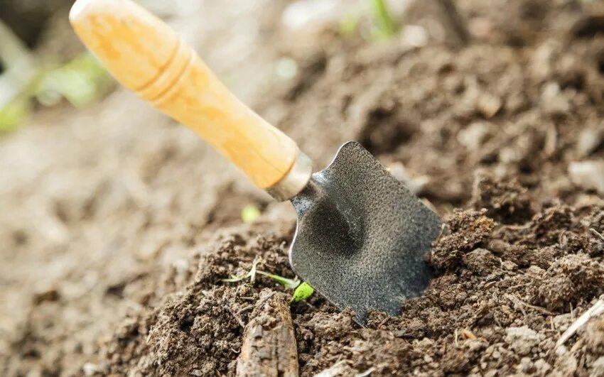 Чем подкормить землю весной перед посадкой. Почва. Почва картинки. Земля для посадки рассады. Обеззараживание почвы для рассады.