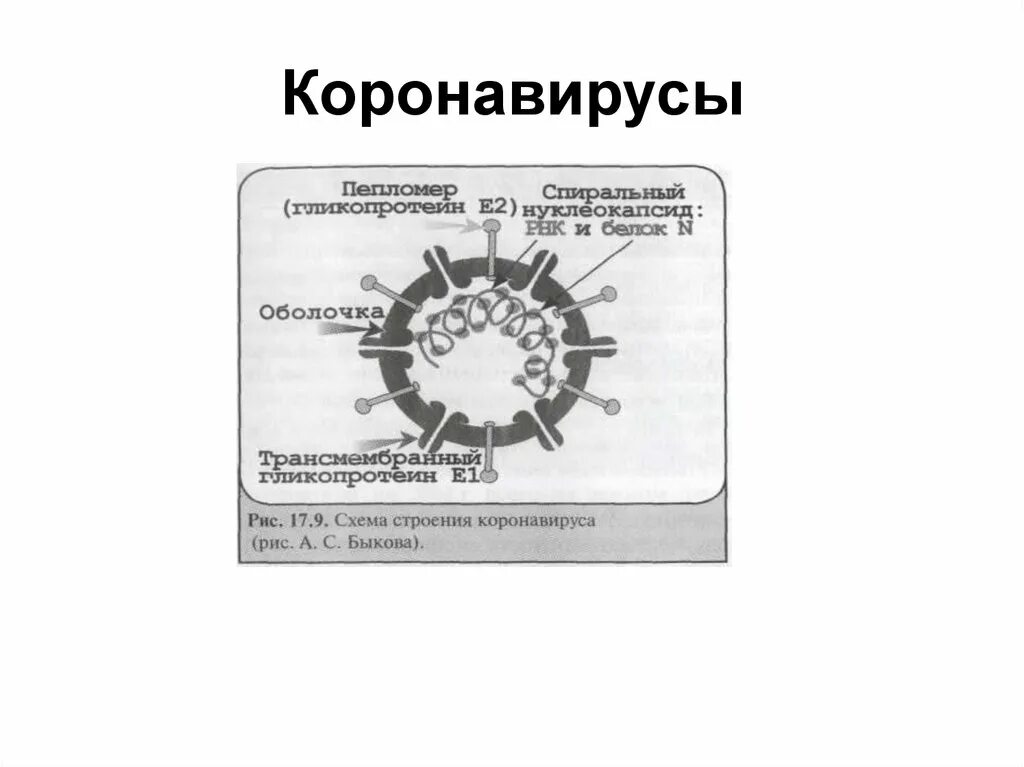 Какое количество коронавирусов