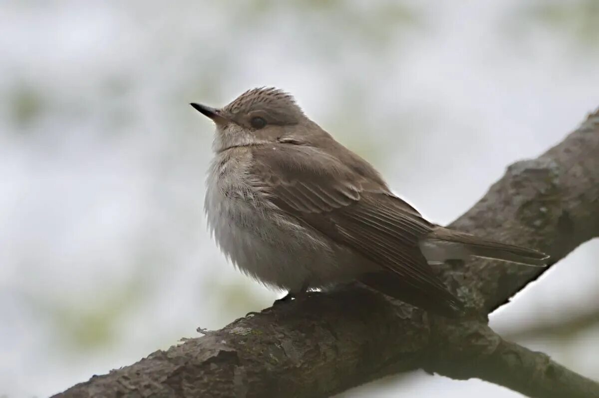 Серая мухоловка птица. Мухоловка серая – Muscicapa striata (Pallas, 1764). Мухоловка пеструшка самка. Мухолов Тонконос птица.