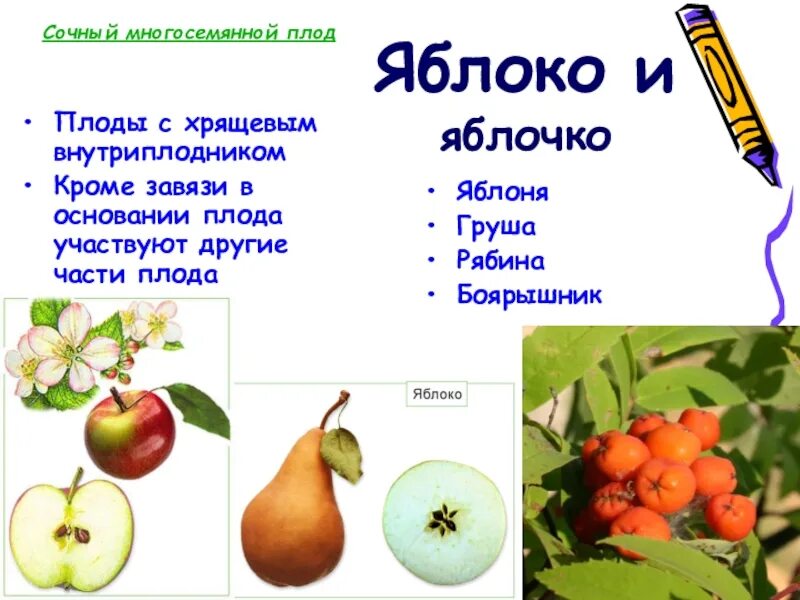 Сочная костянка плод. Сочные плоды примеры. Сочные плоды биология 6 класс. Сочные многосемянные плоды смородина. Растения имеющие сочные плоды.