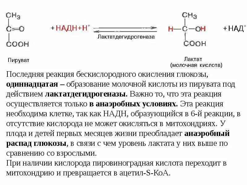 Из ПВК образуется молочная кислота. Реакция образования молочной кислоты из пировиноградной кислоты. Уравнение реакции образования молочной кислоты из пировиноградной. Образование молочной кислоты из пировиноградной реакция.