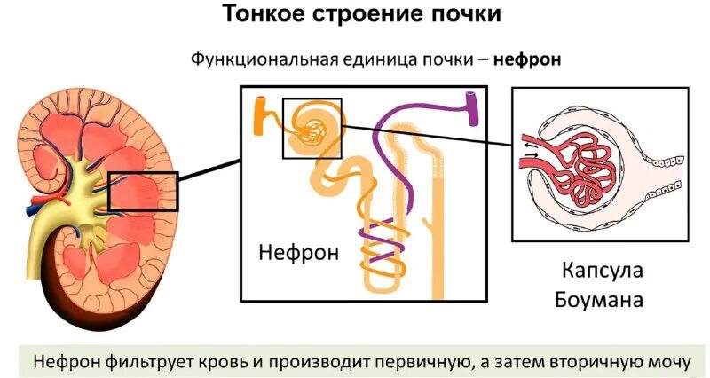 В каком отделе нефрона образуется первичная моча. Схема фильтрации в нефроне. В каком отделе нефрона образуется первичная моча. В каком отделе нефрона образуется первичная моча. Нефрон образование первичной и вторичной.
