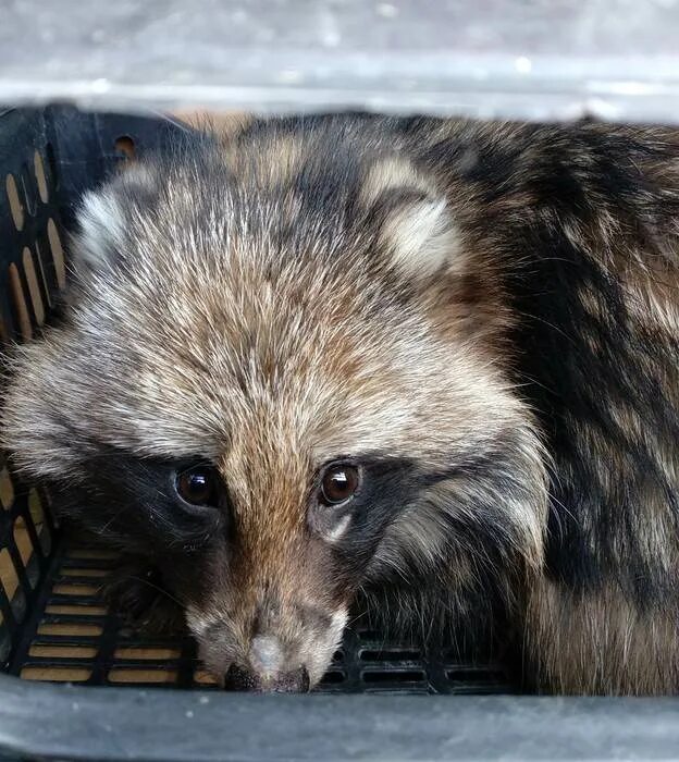 Енотовидная собака домашняя. Енотовидная собака домашняя. Енотовидная собака. Енотовидная собака. Енотовидная собака размеры.