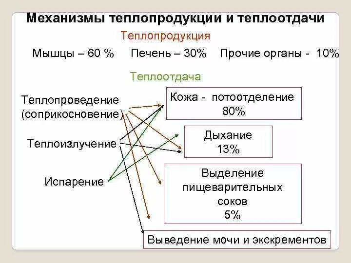 В теплоотдаче главную роль играет. Механизмы теплопродукции и теплоотдачи. Механизмы регуляции теплопродукции и теплоотдачи. Механизмы теплопродукции физиология. Механизмы теплообразования и теплоотдачи физиология таблица.