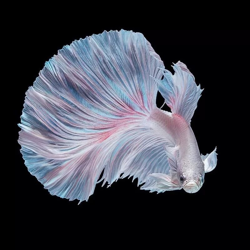 Бойцовая рыбка петушок. Сиамские петушки. Рыбка бетта спленденс. Петушок бетта спленденс самка. Рыбка петушок коронохвостый.