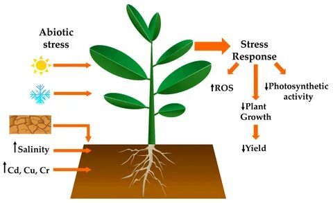 Plants Free Full-Text Abiotic Stress in Crop Species: Improving.
