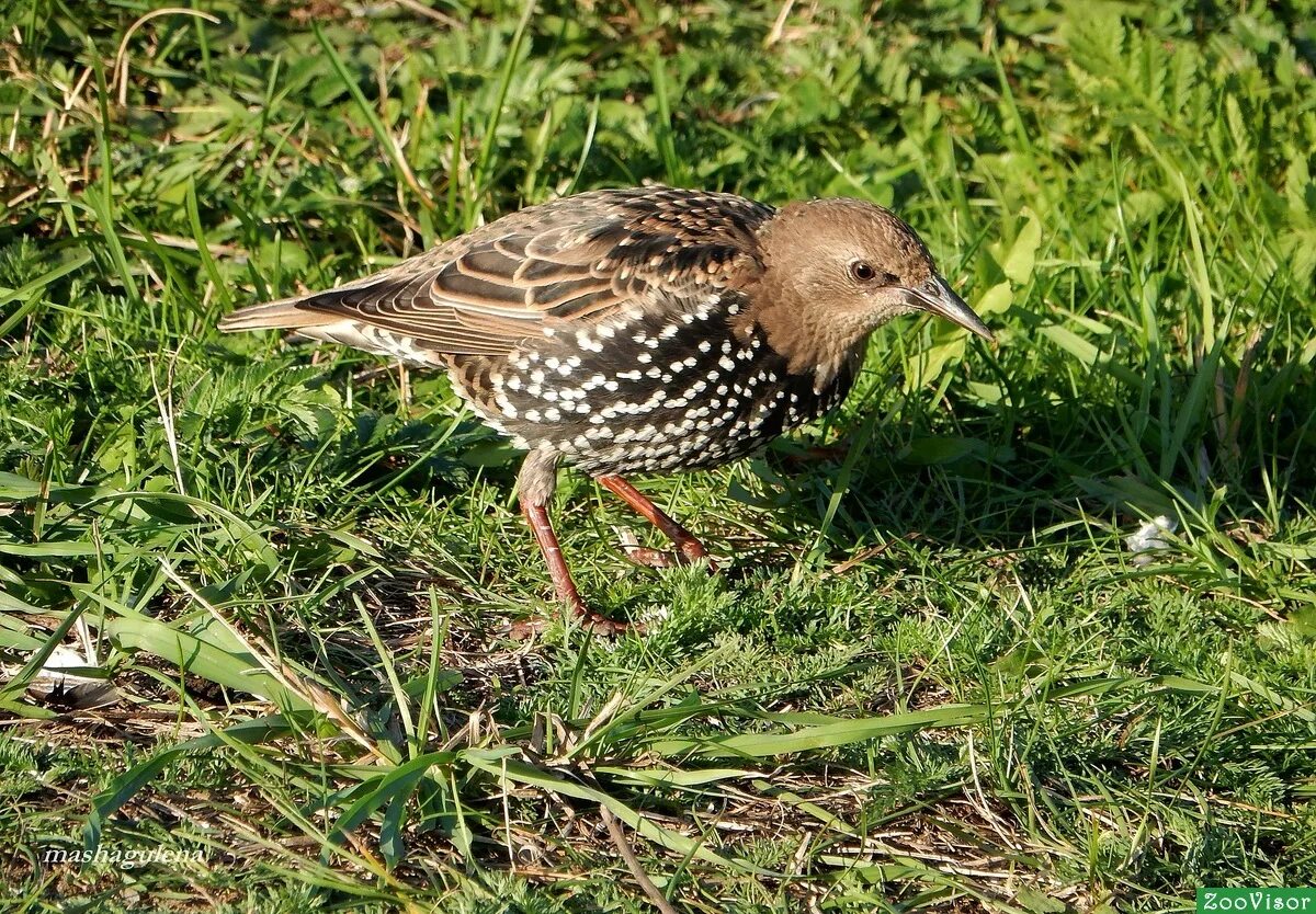скворец коричневый молодой. молодой скворец. молодые скворцы. скворец самка. коричневая птица размером со скворца.