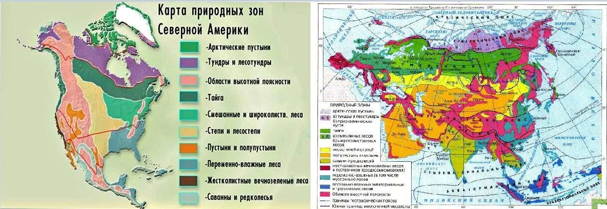 Почвы тайги северной америки. Лесная зона Северной Америки. Природные зоны Северной Америки. Умеренный пояс Северной Америки. Название природной зоны Северной Америки.