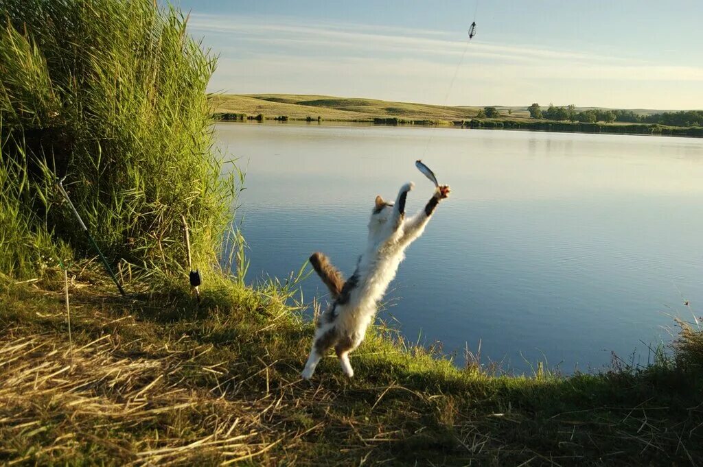 Ловля в прыжке. Поймал в прыжке. Люди ловят в прыжке картинка. Поймать картинка. Вот такую рыбу поймал.