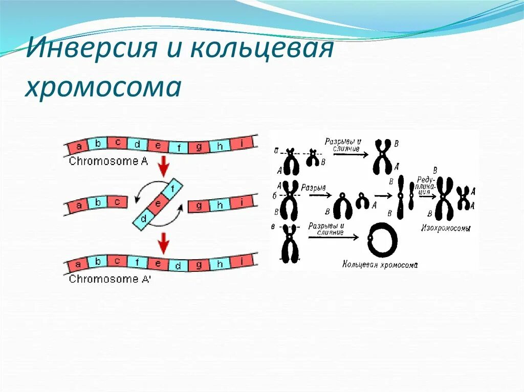 Инверсия это в биологии. Перицентрическая инверсия хромосомы. кольцевая хромосома. возникновение кольцевых хромосом. хромосомная инверсия.