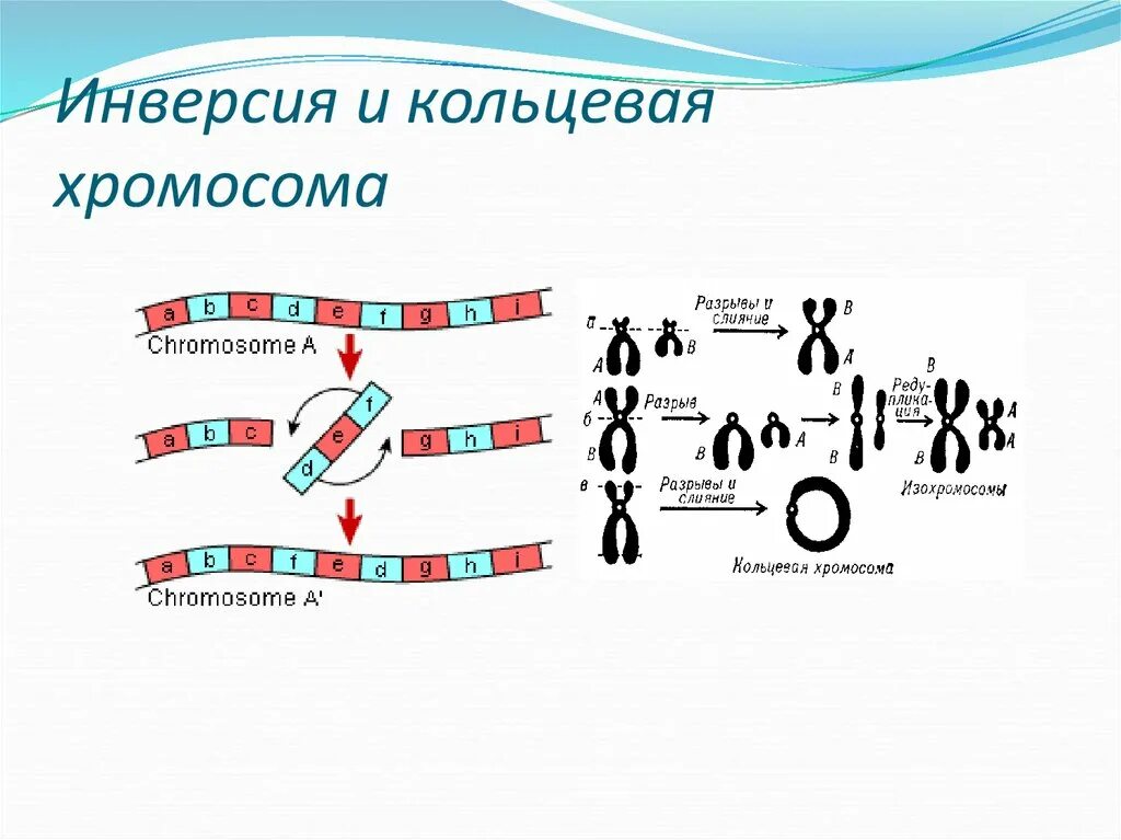 Перицентрическая инверсия хромосомы. Кольцевая хромосома. Возникновение кольцевых хромосом. Хромосомная инверсия. Кольцевая 4 хромосома