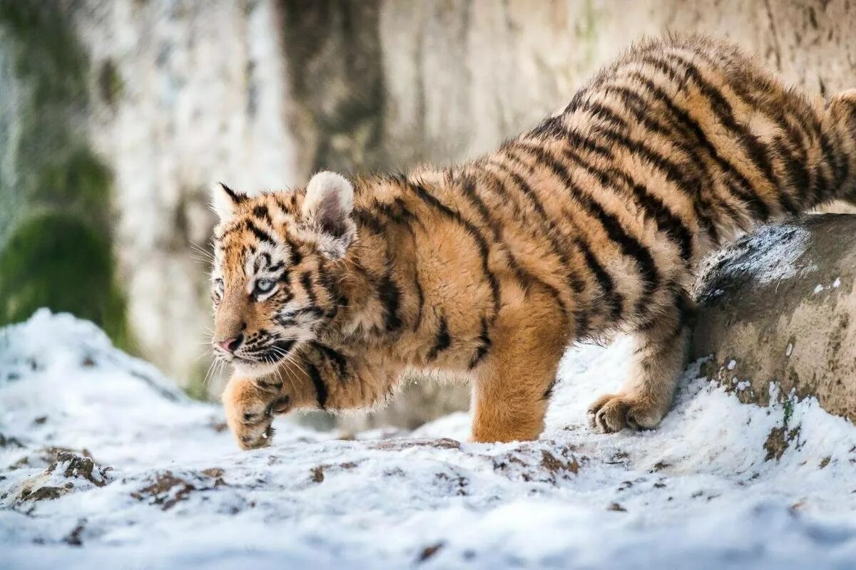 Животные красной амурский тигр