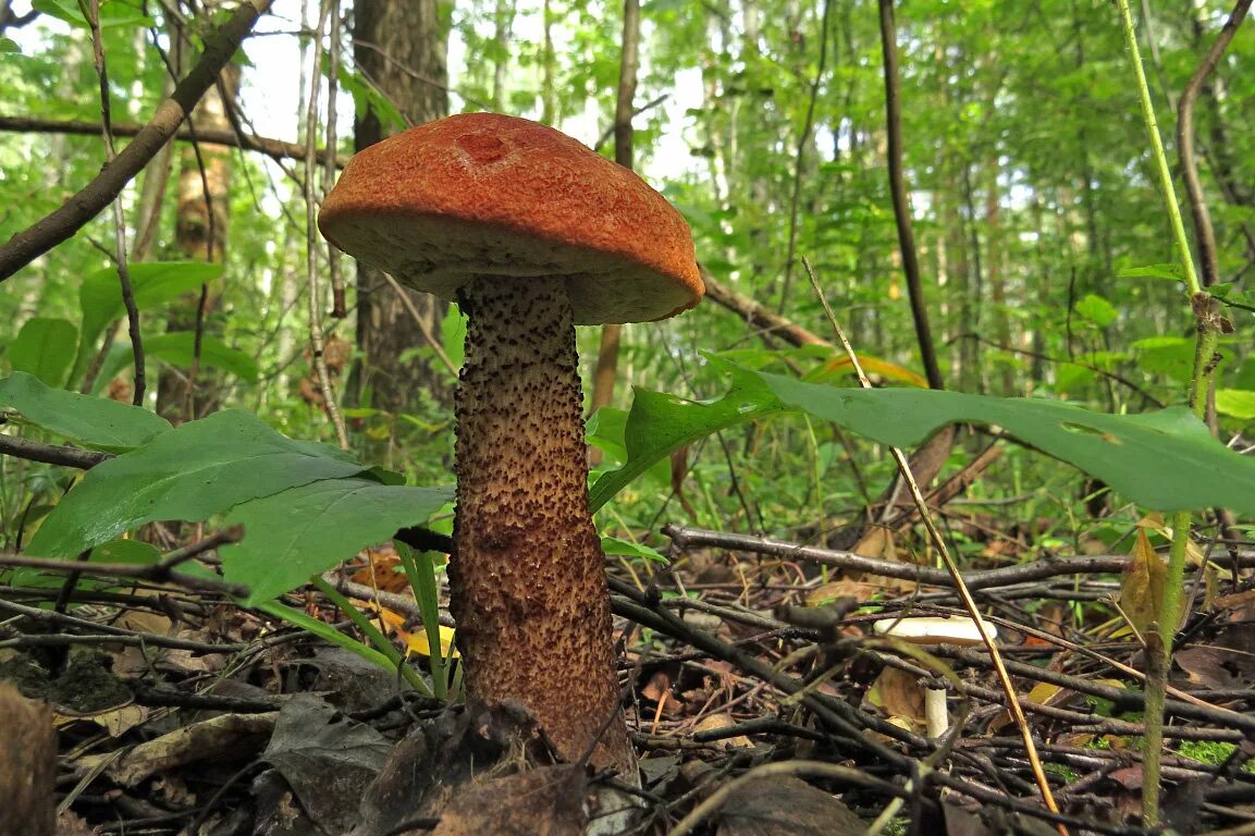 Подосиновик благородный гриб