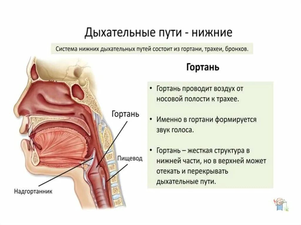 Носоглотка бронхи гортань носовая полость легкие трахея. Дыхательные пути строение анатомия. Верхние дыхательные пути и нижние дыхательные пути. Строение дыхательных путей трахея. Дыхательная система Верхние дыхательные пути.