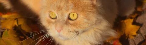 Котята с желтыми глазами
