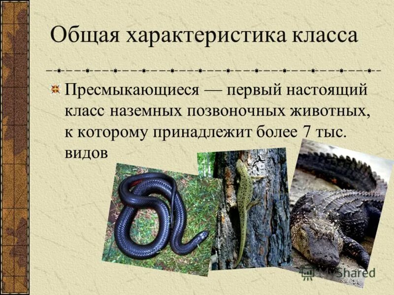 пресмыкающиеся 2 класс окружающий. сообщение о пресмыкающихся. хамелеон описание для детей. биология 7 класс пресмыкающиеся или рептилии общая характеристика. конспект урока пресмыкающиеся 8 класс.