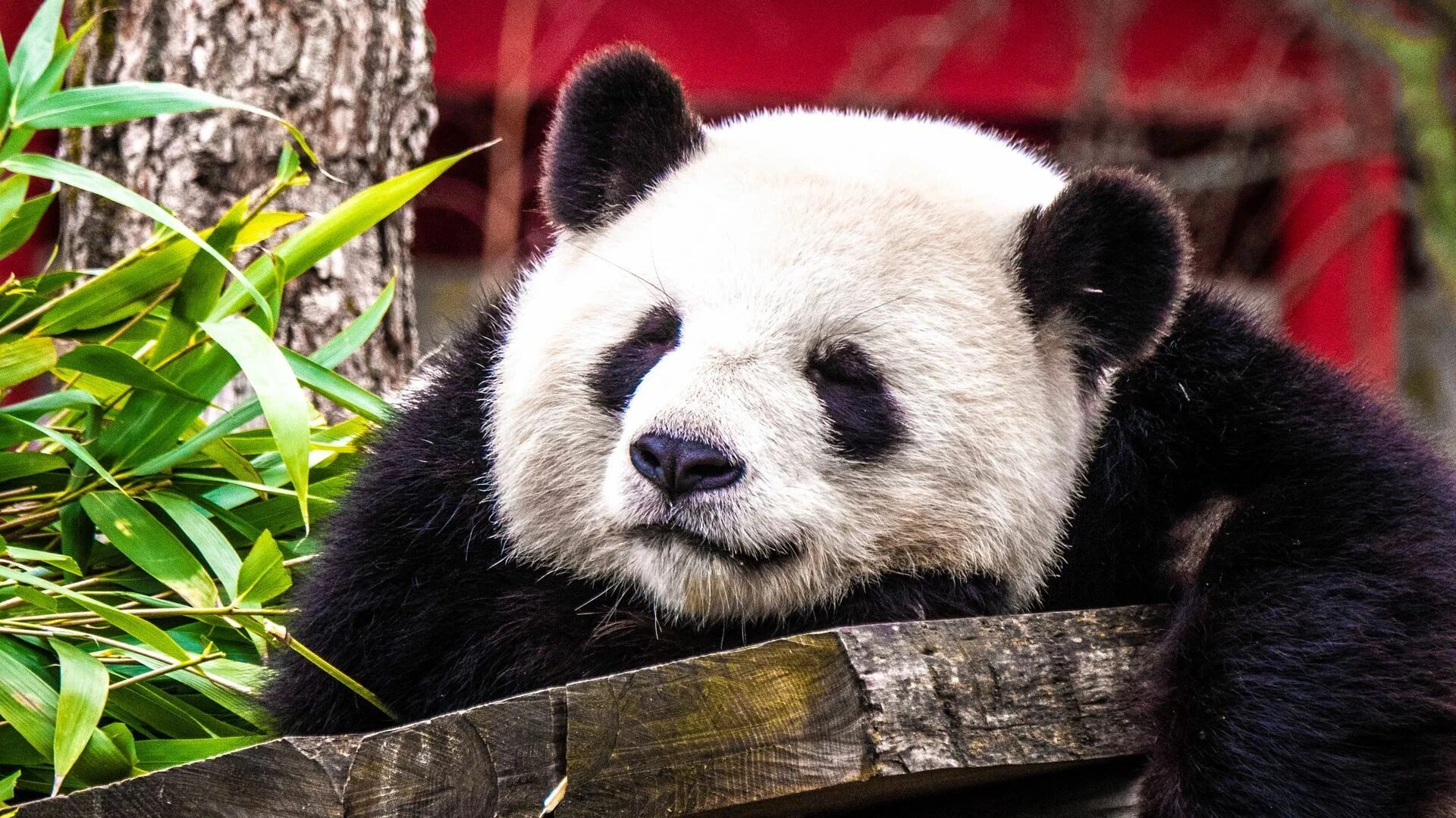 Pandas windows