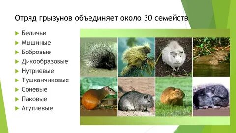 Грызуны биология