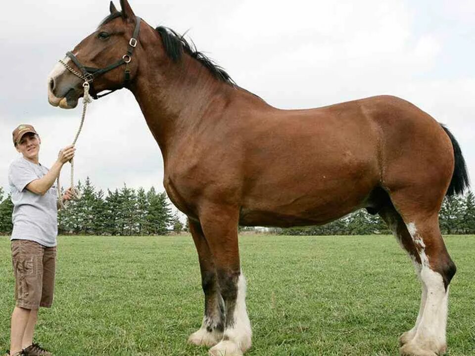 Конь с коне крупно. Лошадь тяжеловоз Першерон. Клейдесдаль шотландский тяжеловоз.
