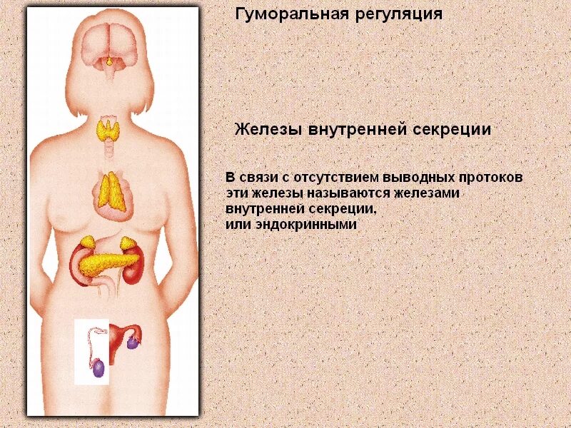гуморальная регуляция функций организма внешней секреции. гуморальная регуляция функций эндокринная система. гормоны системные и тканевые. гуморальная регуляция гомеостаза. нервная и эндокринная система.