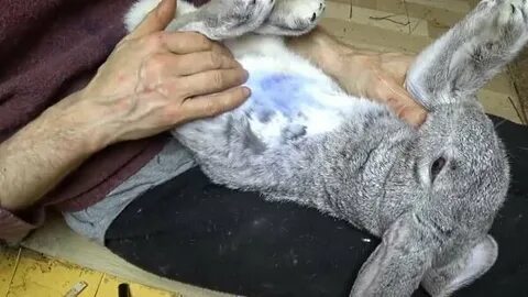 За сколько крольчиха рвет пух