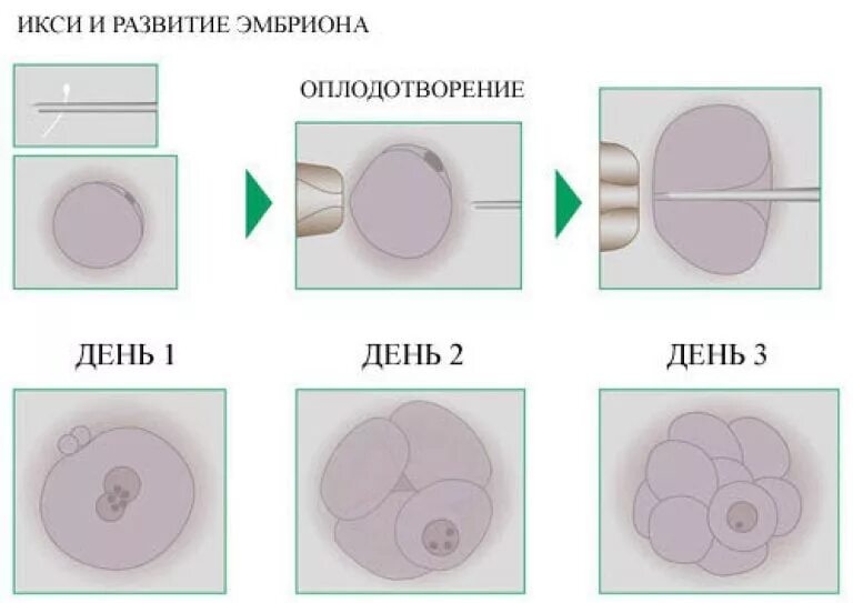 Деление клетки после оплодотворения. Оплодотворение яйцеклетки ИКСИ. Эко+ИКСИ этапы. Этапы развития эмбриона при эко. Этапы эко по дням