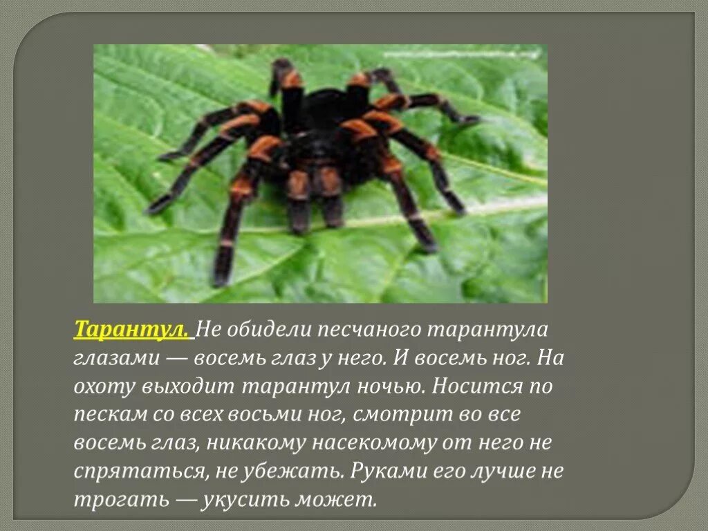 8 ног 8 глаз. Доклад про тарантула. Тарантул презентация. Тарантул информация для детей. Рассказ о пауке Тарантуле.