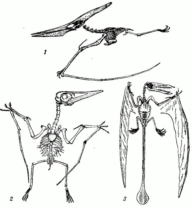 Скелет Птерозавра. Кетцалькоатль Птерозавр скелет. Птеранодон анатомия. Анатомия крыла Птерозавра. Летающий скелет