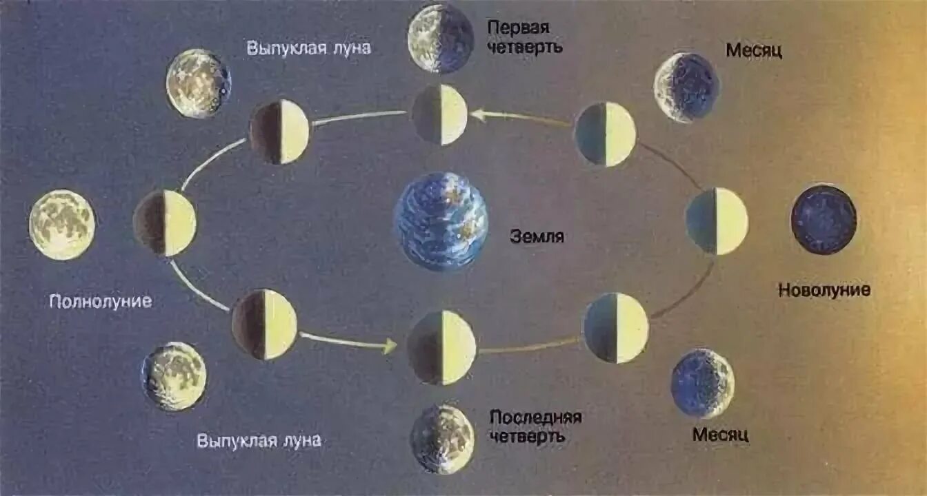 Месяц снизу. Движение Луны вокруг земли с изображением фаз Луны. Фазы Луны относительно земли и солнца расположение. Положение Луны относительно земли и солнца. Движение Луны по небосводу.