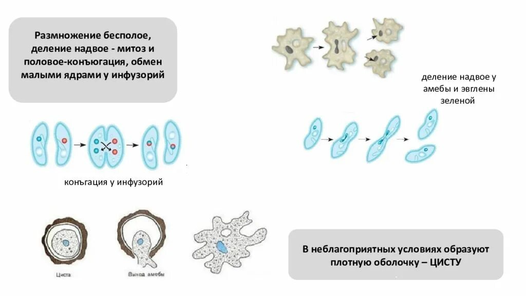 Размножение половое и бесполое деление конъюгация. Половое размножение конъюгация. Половое и бесполое размножение амебы.