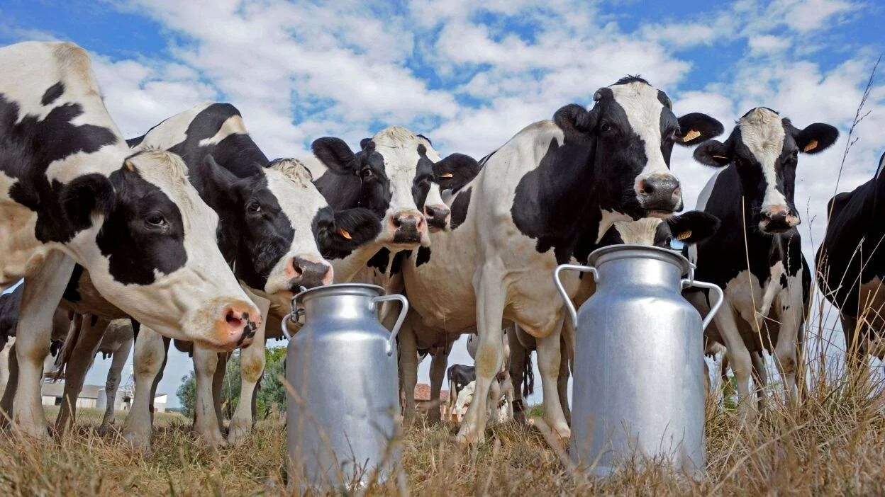 Животноводство. Молочно мясное скотоводство. Сельское хозяйство животноводство. Корова молоко.