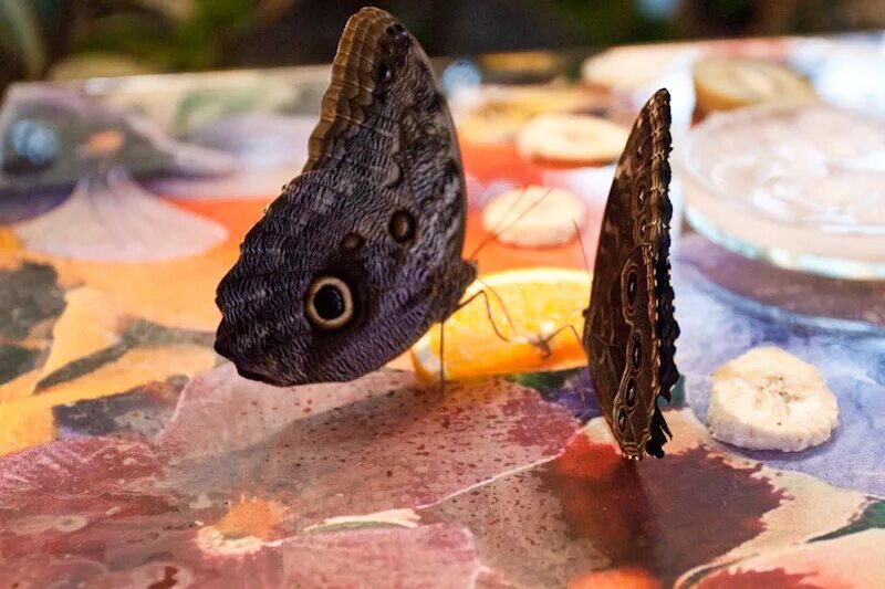 парк живых бабочек пермь. пермский парк живых бабочек. выставка бабочек пермь. парк живых бабочек пермь лайнер. парк живых бабочек пермь.