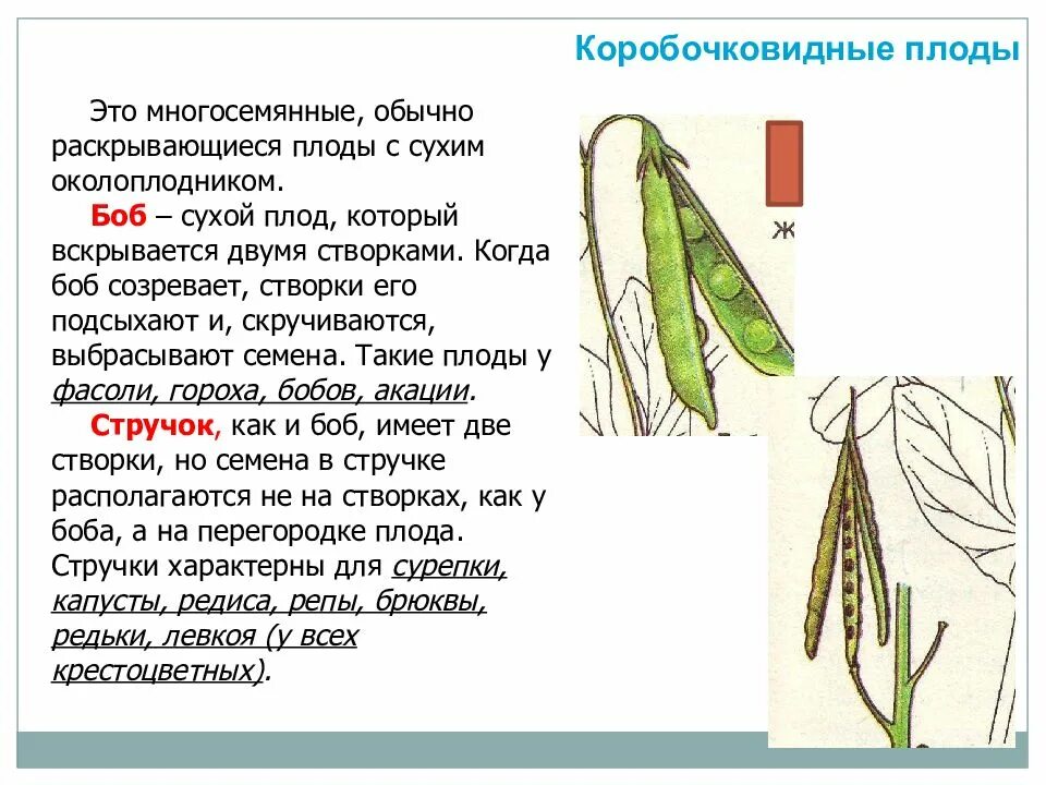 Строение плода Боб и стручок. Строение стручка. Плод стручок строение. Стручки плодов акации. Фасоль горох акация