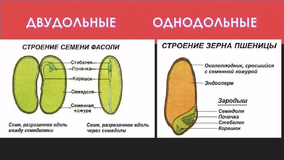 Строение семени покрытосеменных. Семена двудольных растений и однодольных растений. Семя однодольного и двудольного растения. Строение семени покрытосеменных растений. Однодольные семена и двудольные семянап.