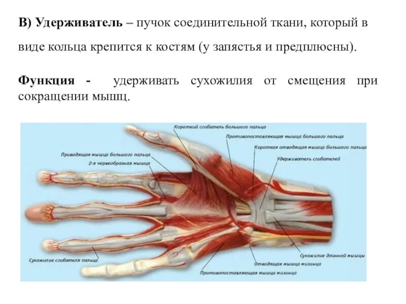 Соединительная мышца. Удерживатель сгибателей анатомия. Удерживатель сухожилий мышц сгибателей. Удерживать снибатнлей функция. Удерживатель сгибателей кисти.