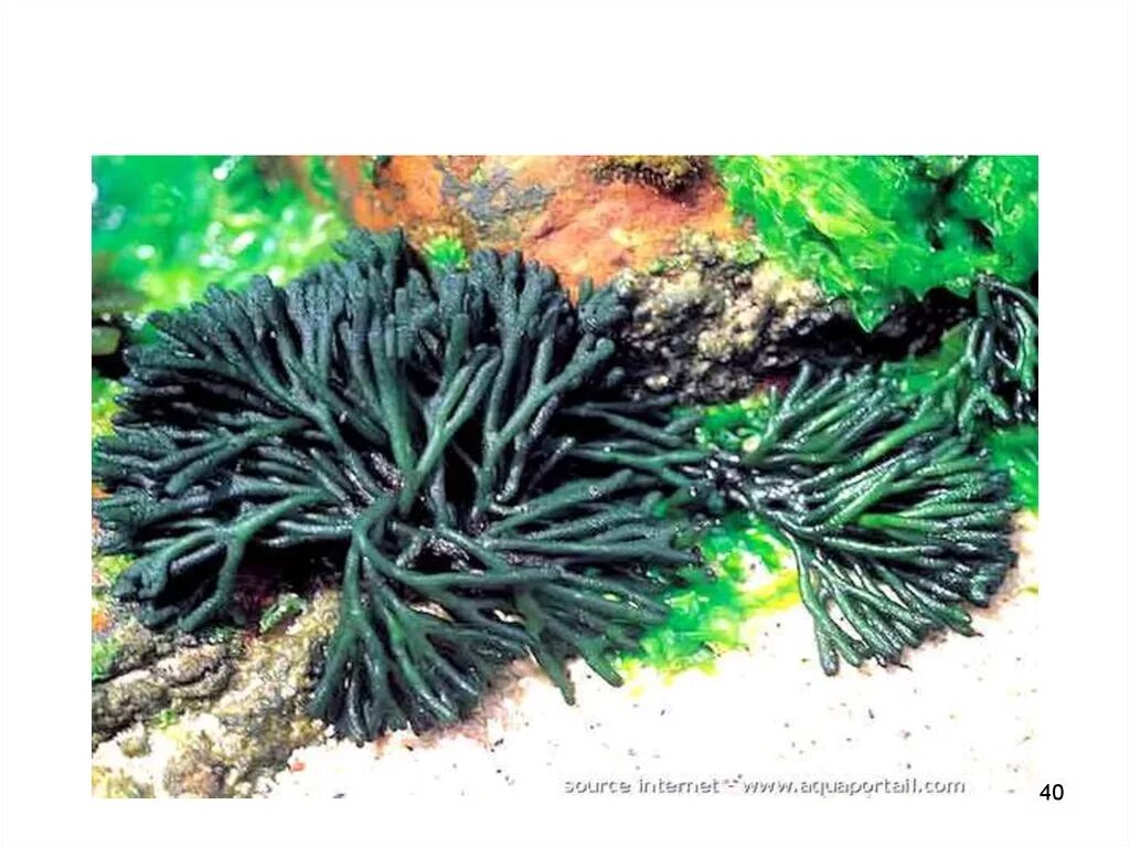 Съедобные водоросли названия. Кодиум морская водоросль. Кодиум водоросль в черном море. Зеленый кодиум водоросль. Ламинария Черноморская.