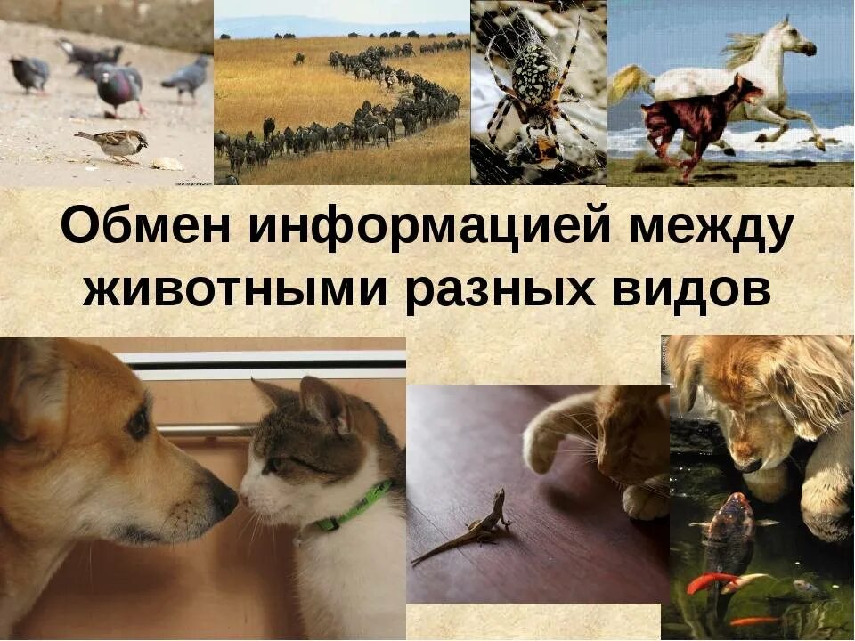 Как обмениваются информацией животные. Язык животных презентация. передача информации животными. обмен информацией между животными.