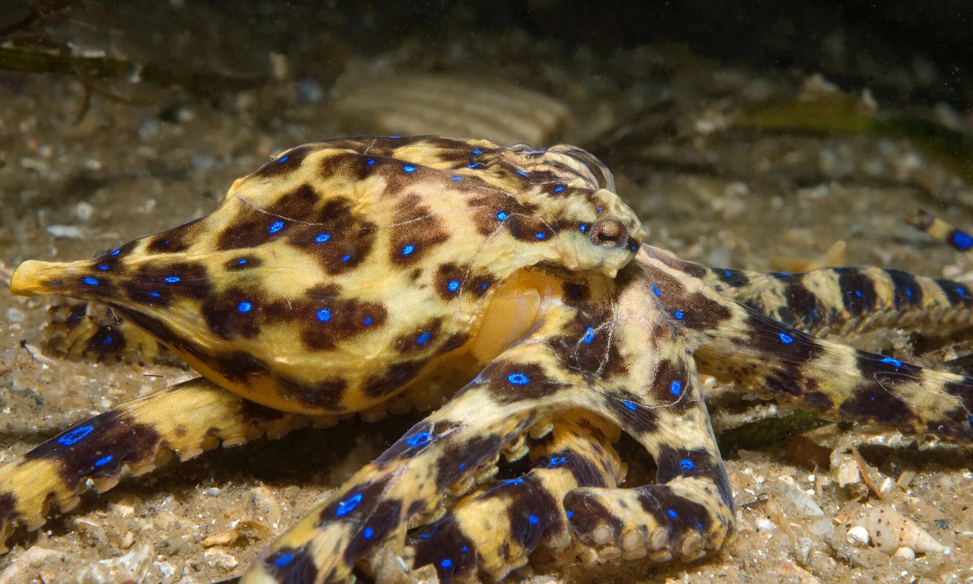 Синекольчатый осьминог Австралия. Hapalochlaena lunulata. Осьминог Ставрополь. Blue Ring Octopus. Blue ringed