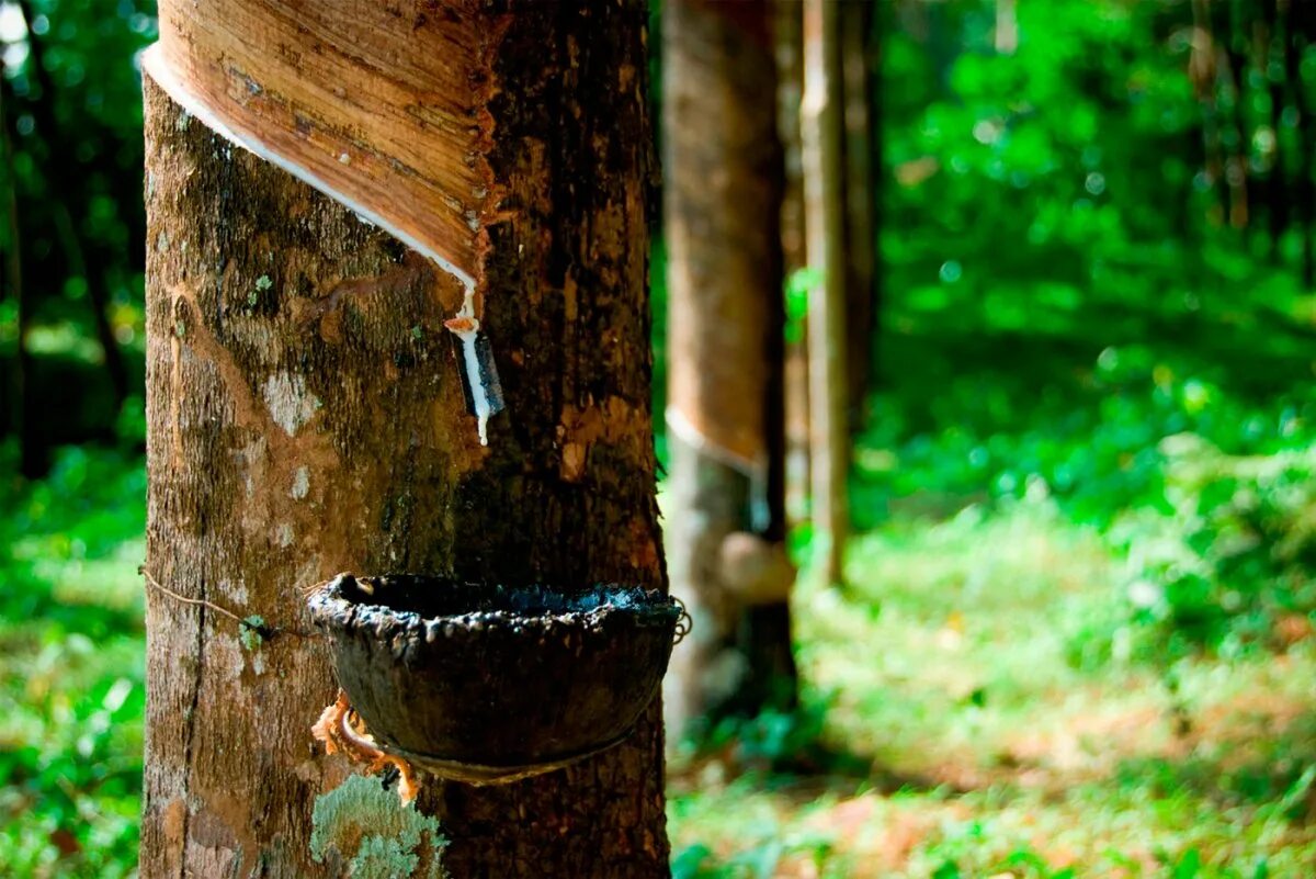 бразильская гевея источник каучука. природный каучук гевея. каучуконос гевея. каучук в тайланде. натуральный каучук шри ланка.