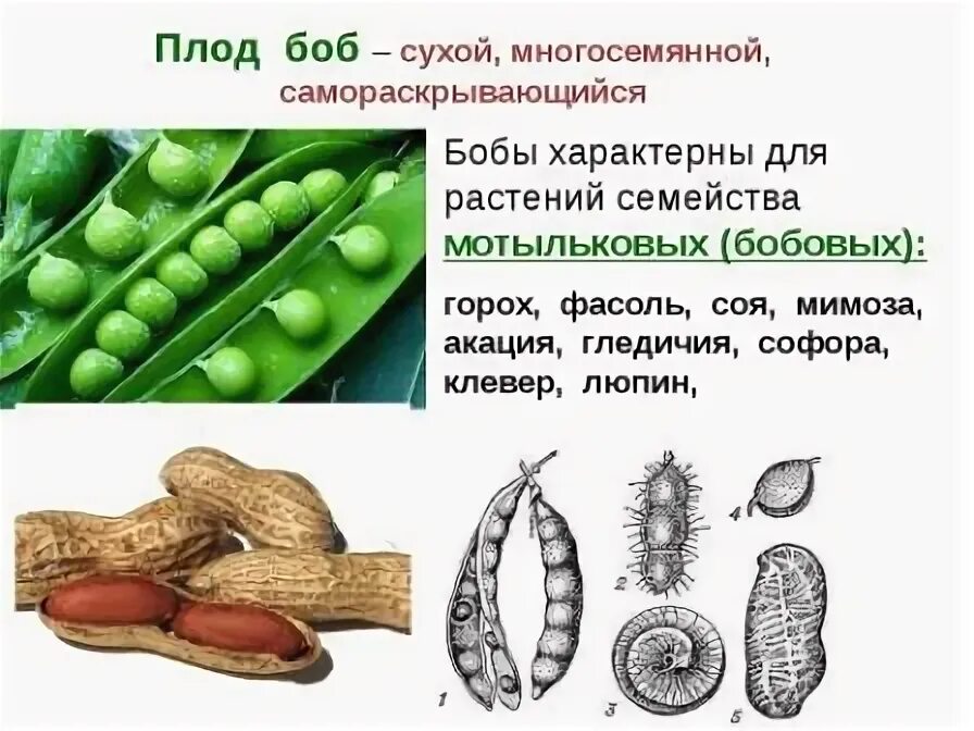 Боб плод бобовых растений. Типы плодов бобовых. семейство бобовые тип плода. строение плода гороха. плод боб встречается у растений семейства.