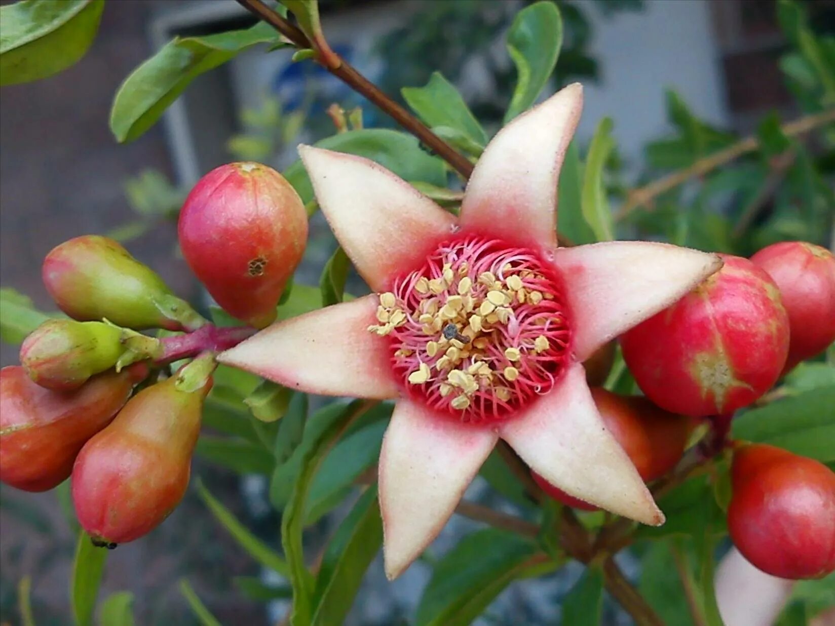 гранат растение цветение. гранатовое дерево цветет. Punica granatum. гранат гюлейша. гранат punica granatum дерево.