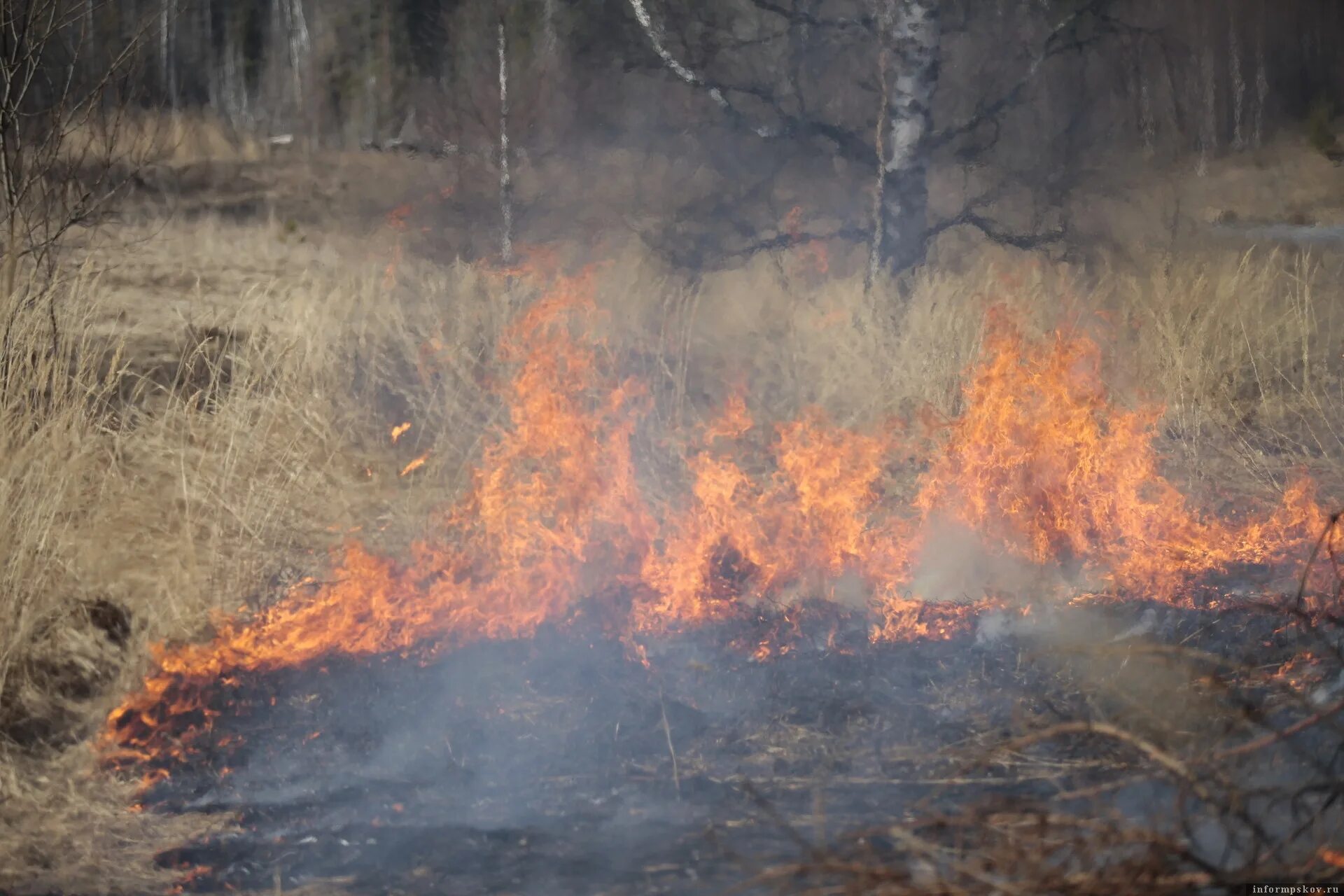 Лесные пожары статьи. Природные пожары. Пожар в лесу. Лесные пожары в Сибири.