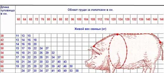 Живая масса свиньи. Таблица измерения живого веса свиней. Таблица измерения поросят для определения веса. Таблица для измерения веса свиней породы дюрок. Вес поросенка в 2 месяца.