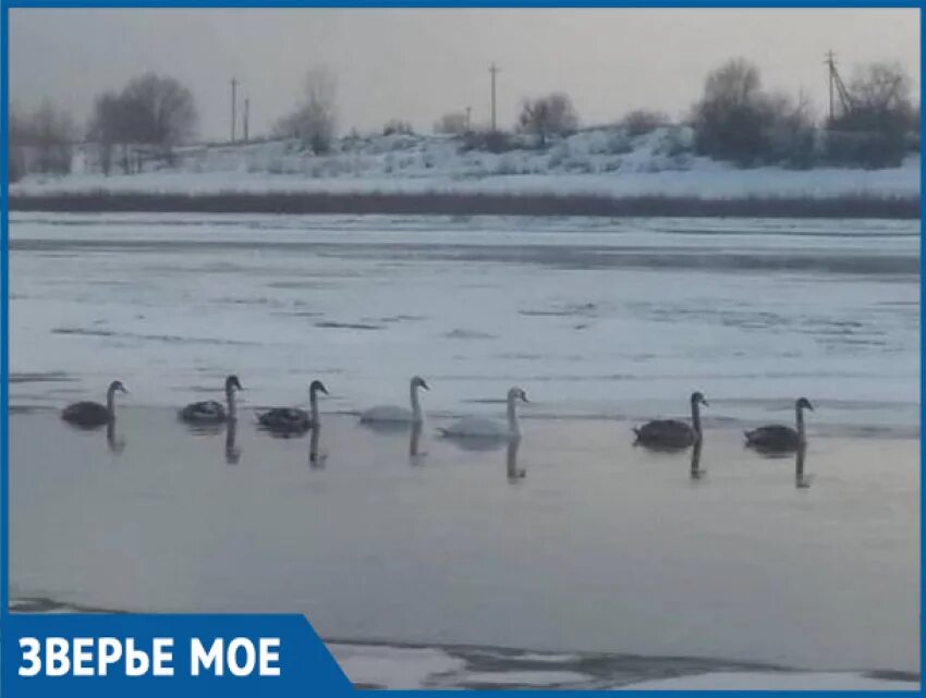 Белый лебедь Волгоград. Волжский Пойма озеро с лебедями.