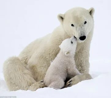 B ours