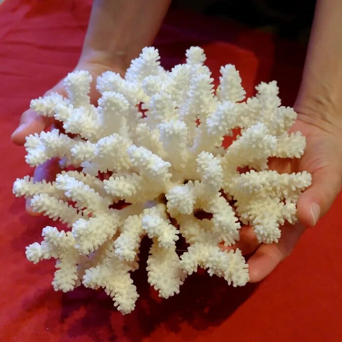 Акропора коралл. Коралл Стагхорн. Акропора коралл белая. Мадрепоровые кораллы.