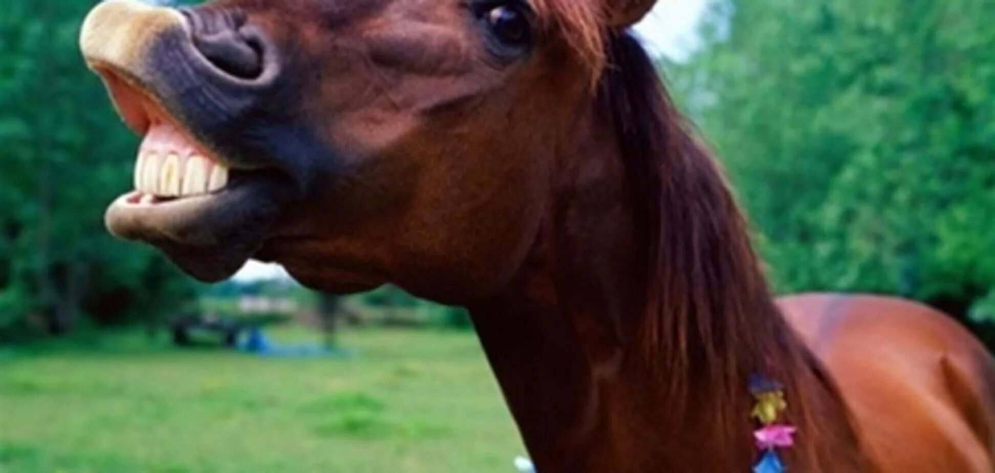 Смешная лошадь. Забавные лошадки. Лошадь с высунутым языком. Поговорка дареному коню в зубы