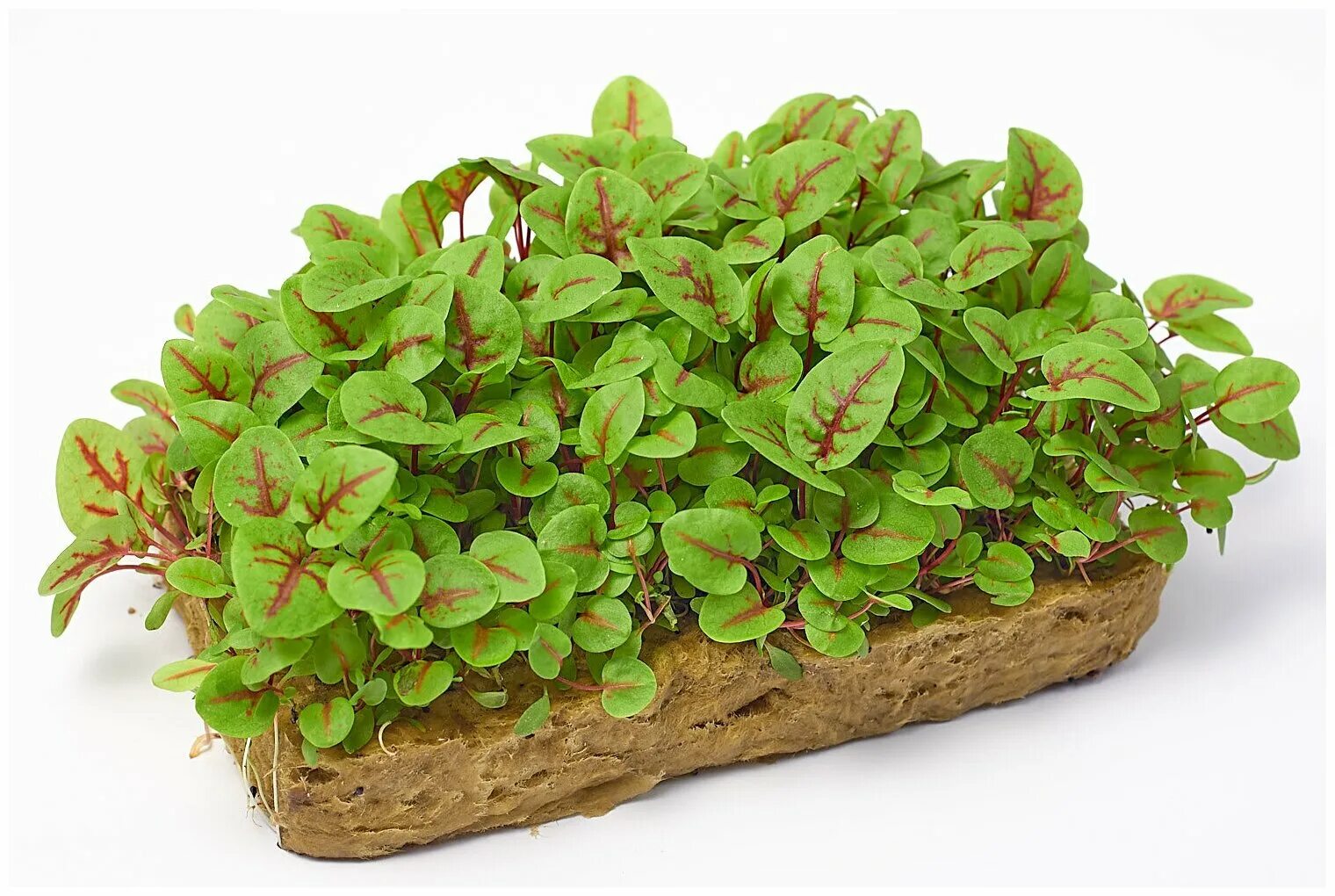 Fresh Herbs Vegetable Fruit Seeds Grow Your Own Indoor Outdoor - First Class eBa