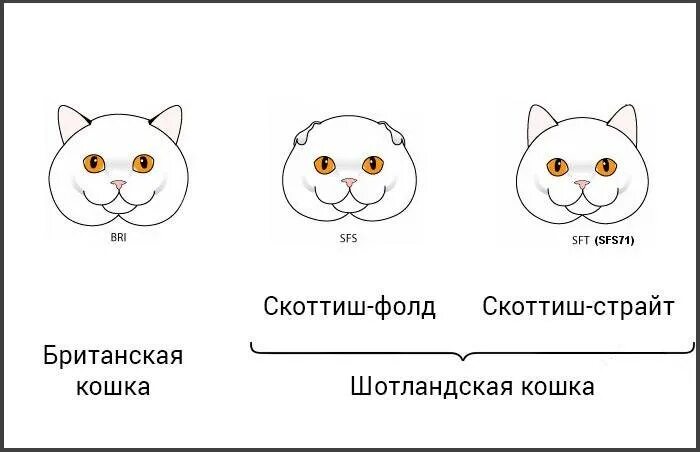 Отличие кошек. Шотландцы и британцы отличие кошек. Скоттиш страйт и Британская отличия. Отличия британцев от шотландцев коты. Как отличить британскую кошку от шотландской.